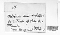 Cyathicula amenti image